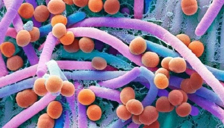 البكتيريا النافعة تلعب دورا حيويا في صحة الإنسان