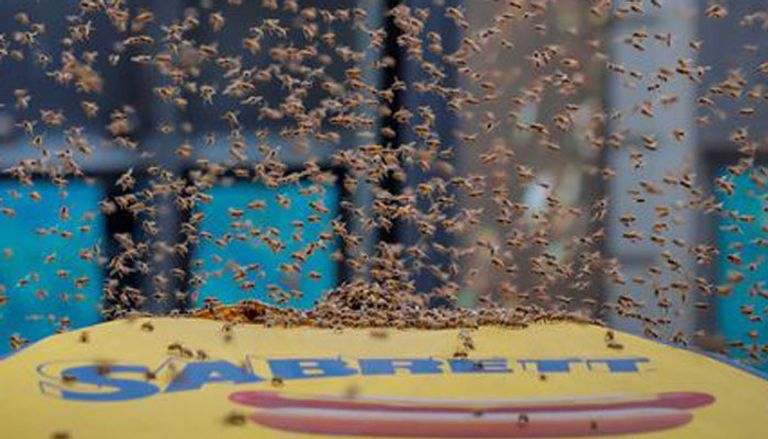 سرب من النحل في مانهاتن الأمريكية