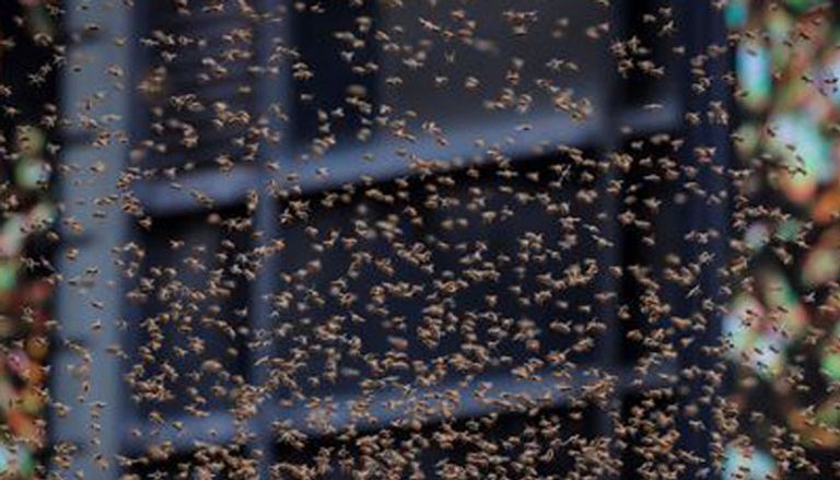 سرب من النحل في مانهاتن الأمريكية