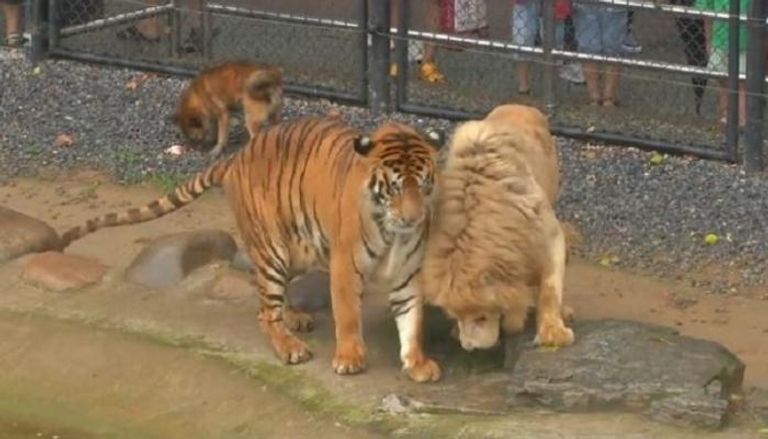 صداقة غريبة بين أشبال نمور وأسود مع جراء في حديقة حيوان صينية