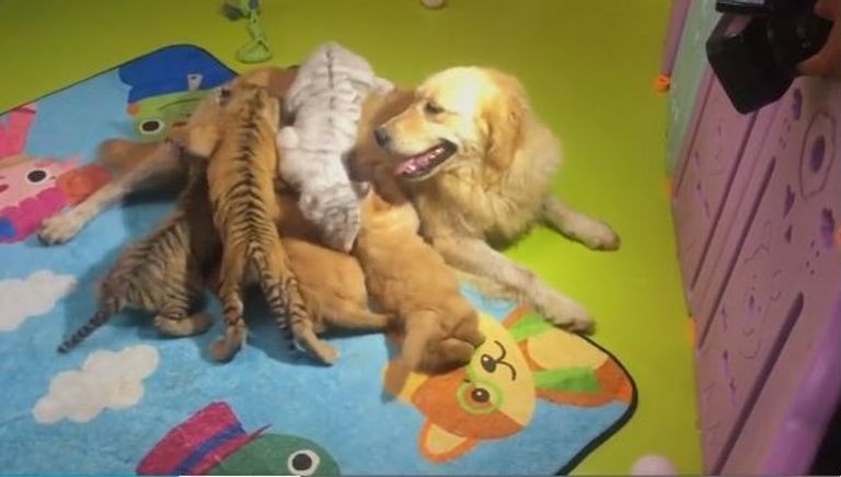 صداقة غريبة بين أشبال نمور وأسود مع جراء في حديقة حيوان صينية