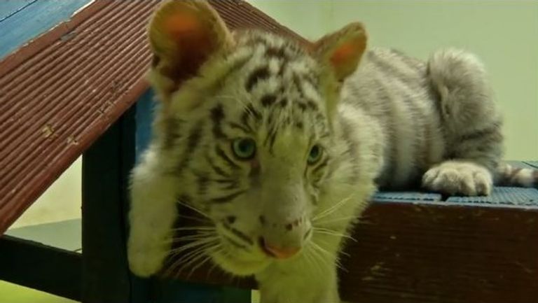 صداقة غريبة بين أشبال نمور وأسود مع جراء في حديقة حيوان صينية