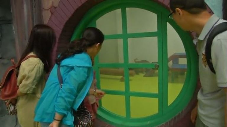 صداقة غريبة بين أشبال نمور وأسود مع جراء في حديقة حيوان صينية