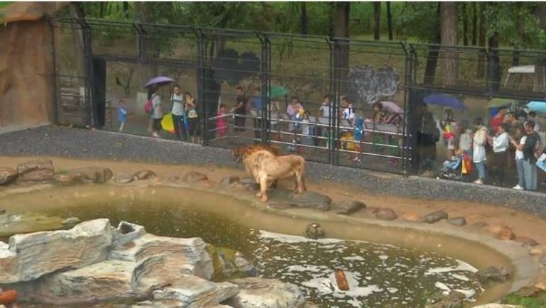 صداقة غريبة بين أشبال نمور وأسود مع جراء في حديقة حيوان صينية