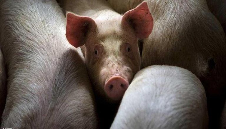 ظهور حمى الخنازير في 5 مناطق بالصين