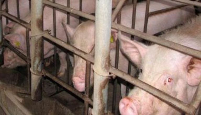 بلغاريا تبلغ عن أول تفش لحمى الخنازير الأفريقية