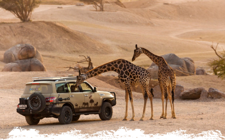 "حديقة حيوانات العين" الأكبر في الشرق الأوسط