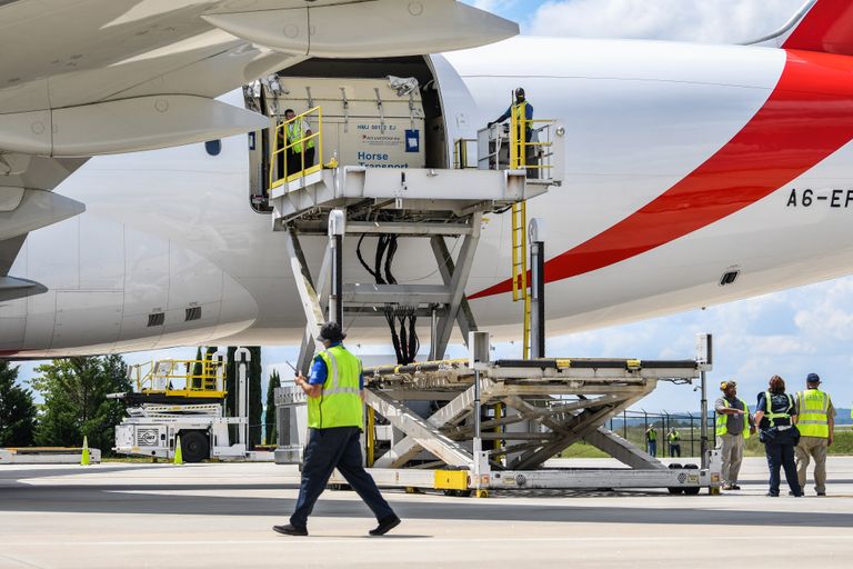 الإمارات للشحن الجوي تنفذ أكبر عملية نقل خيل في التاريخ