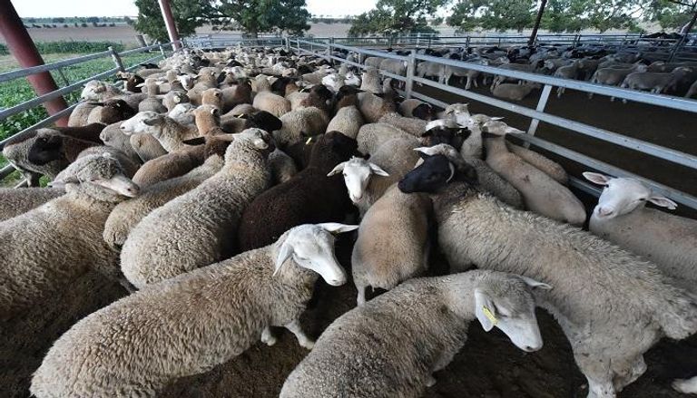 شركة حصاد أستراليا للثروة الحيوانية خسرت 16 مليون دولار العام الماضي