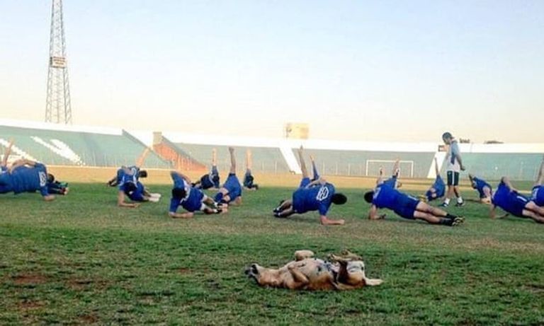 كلب ضال مساعد مدرب