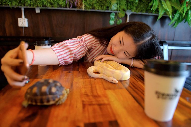 مقهى في كمبوديا لفهم الزواحف بشكل أفضل