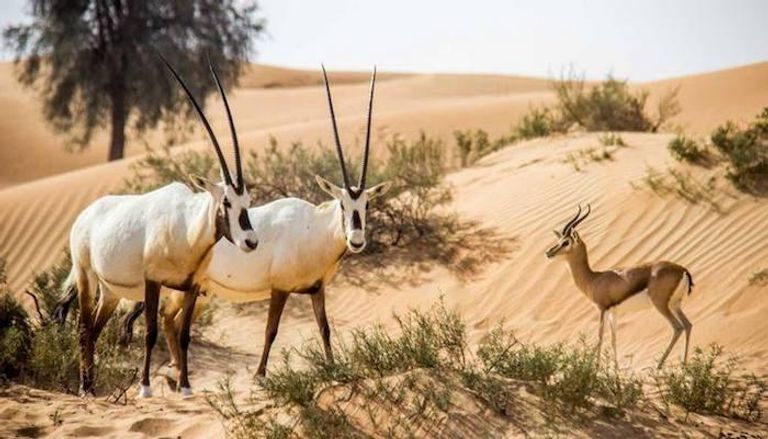 إحدى محميات دبي الصحراوية