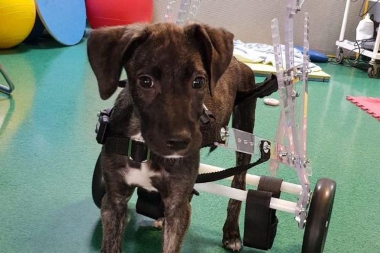 حفل عشاء خيري بإيطاليا يجمع تبرعات مادية لإعادة تأهيل كلبة