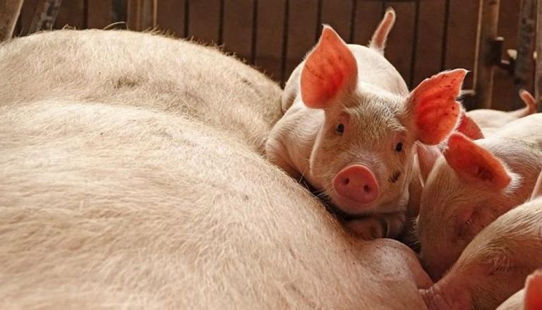 حمى الخنازير تصل اليابان
