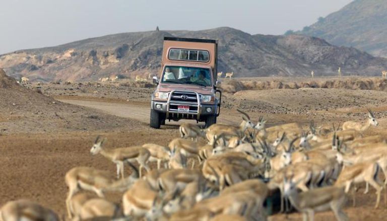 منتزه الحياة البرية العربية تجربة ممتعة بين أحضان الطبيعة بأبوظبي
