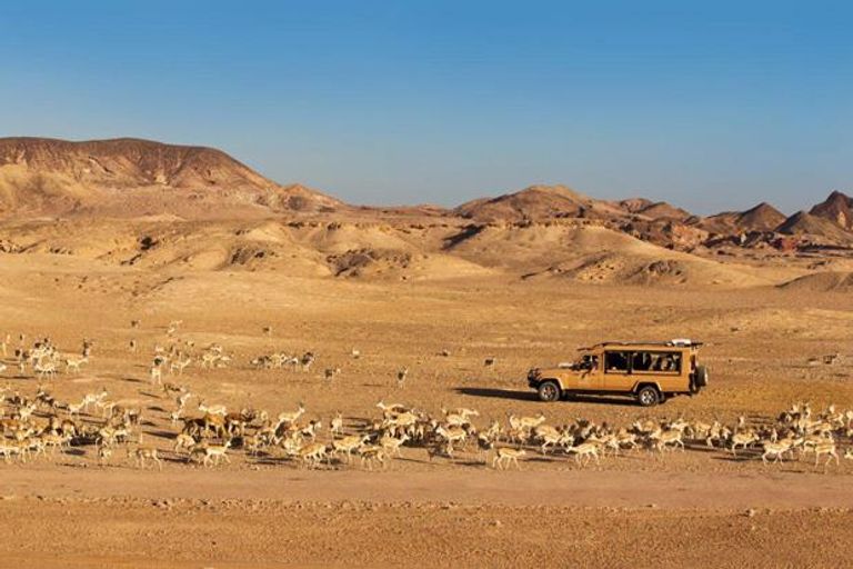 منتزه الحياة البرية العربية تجربة ممتعة بين أحضان الطبيعة بأبوظبي