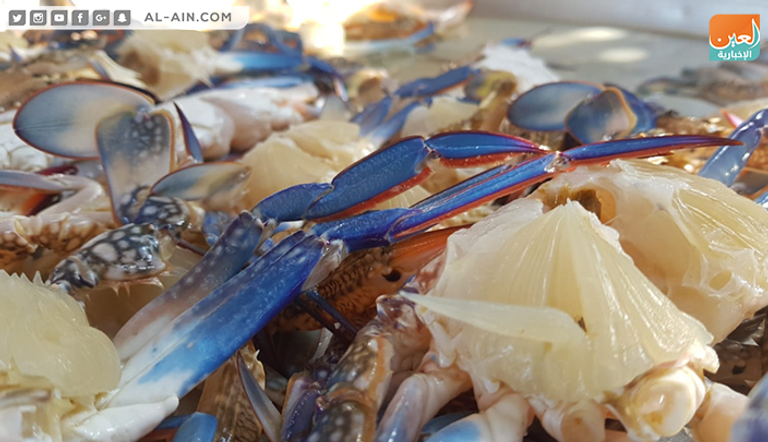 موسم صيد الجلمبات باب رزق لصغار الصيادين في غزة 