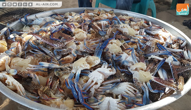 موسم صيد الجلمبات باب رزق لصغار الصيادين في غزة 