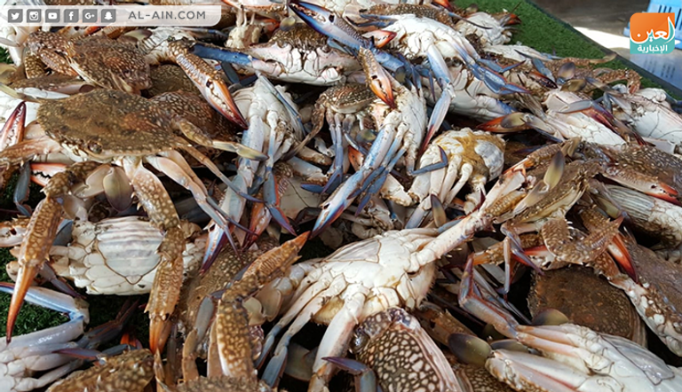 موسم صيد الجلمبات باب رزق لصغار الصيادين في غزة 