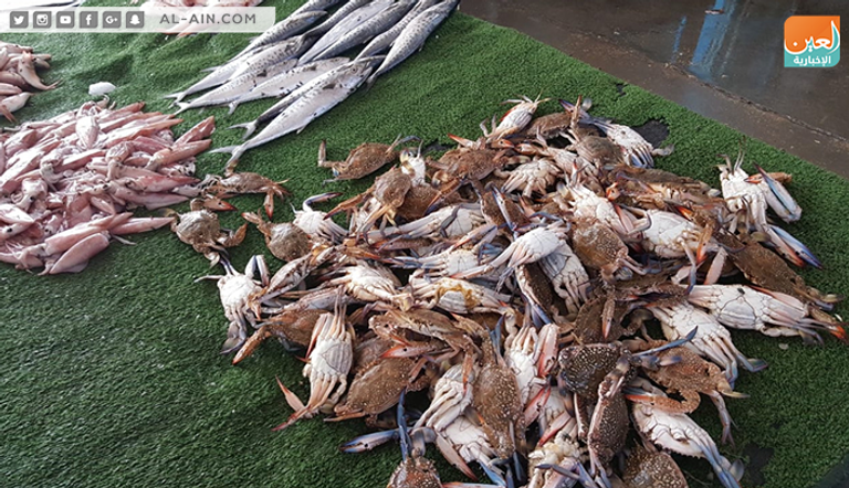 موسم صيد الجلمبات باب رزق لصغار الصيادين في غزة 