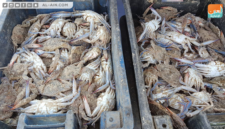 موسم صيد الجلمبات باب رزق لصغار الصيادين في غزة 