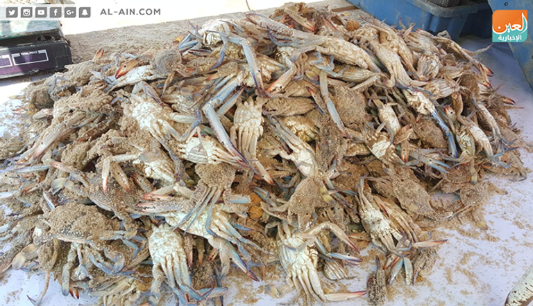 موسم صيد الجلمبات باب رزق لصغار الصيادين في غزة 