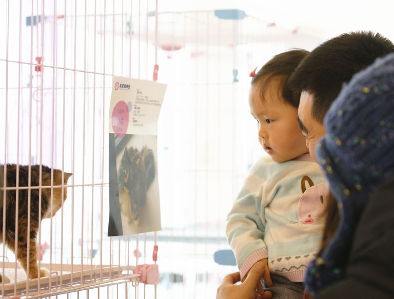 معرض الحيوانات الأليفة في الصين 