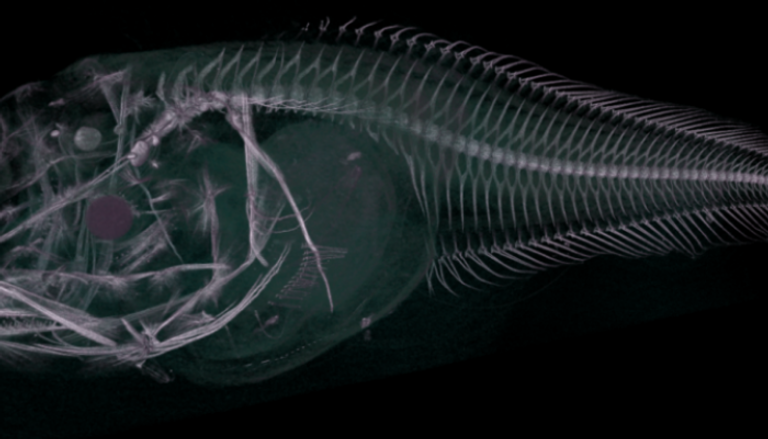 أكثر الأجزاء حدة في هذه الأسماك هو أسنانها وعظام الأذن الداخلية