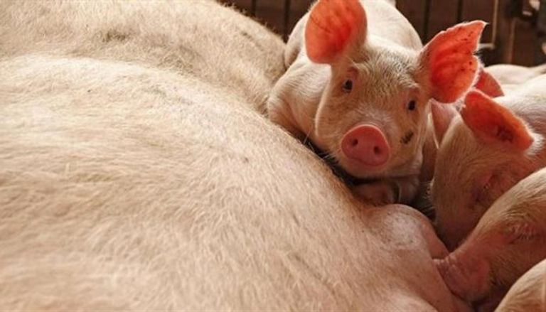 الإبلاغ عن أكثر من 12 بؤرة تفشٍ لحمى الخنازير الأفريقية في الصين