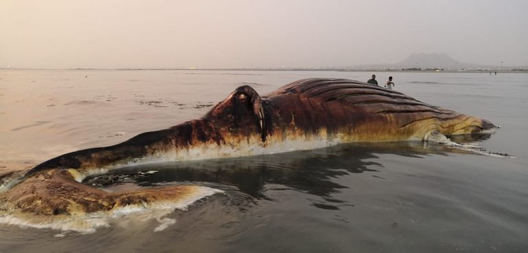 الأمواج تلقي حيوانا بحريا ضخما على السواحل السعودية