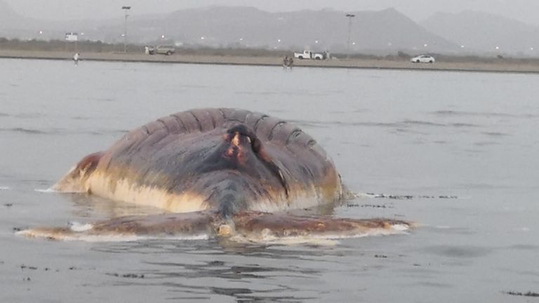 الأمواج تلقي حيوانا بحريا ضخما على السواحل السعودية