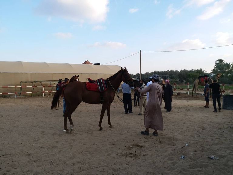 الخيول الأصيلة في غزة تتحدى الحصار