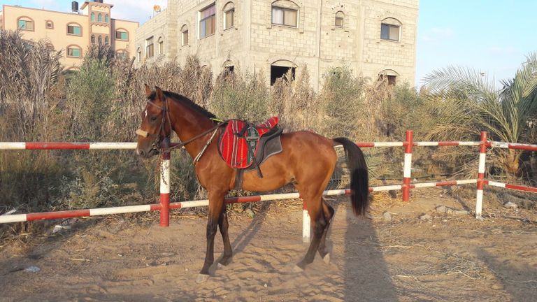 الخيول الأصيلة في غزة تتحدى الحصار