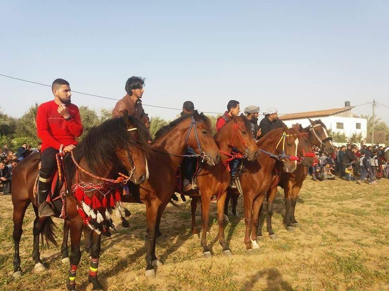 الخيول الأصيلة في غزة تتحدى الحصار
