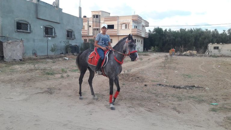 الخيول الأصيلة في غزة تتحدى الحصار
