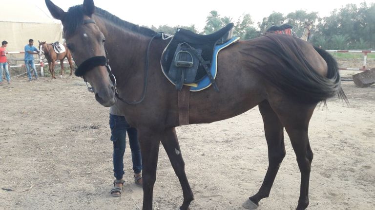 الخيول الأصيلة في غزة تتحدى الحصار