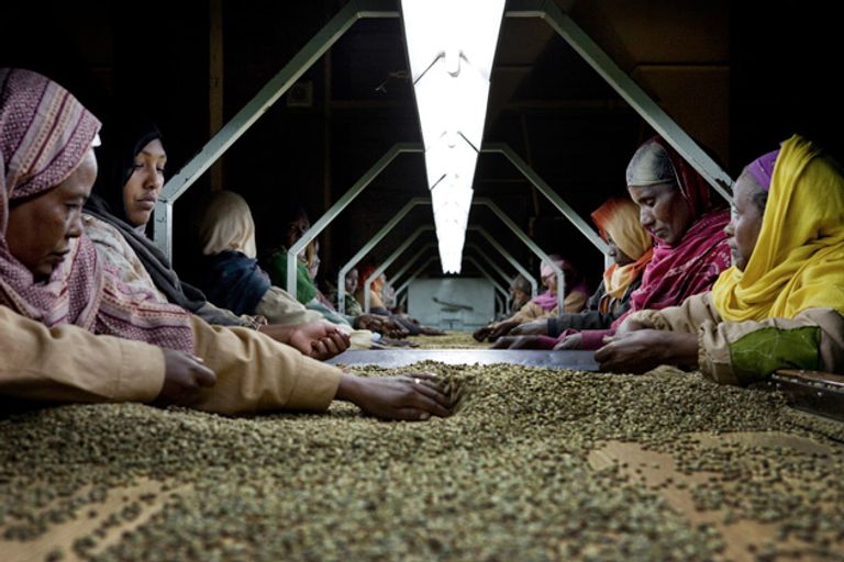 زراعة البن في إثيوبيا زراعة البن في إثيوبيا