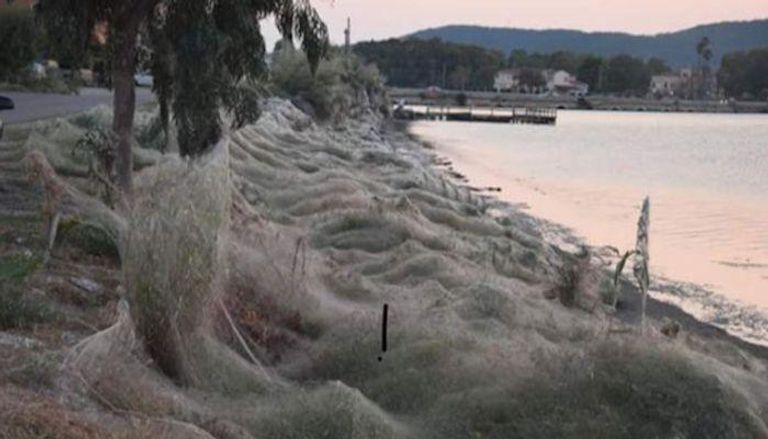 شبكة عنكبوتية ضخمة تغطي ساحلا في اليونان