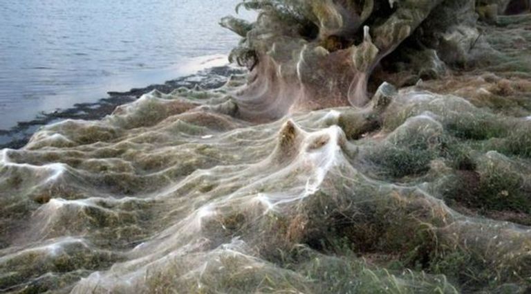 شبكة عنكبوتية ضخمة تغطي ساحلا في اليونان