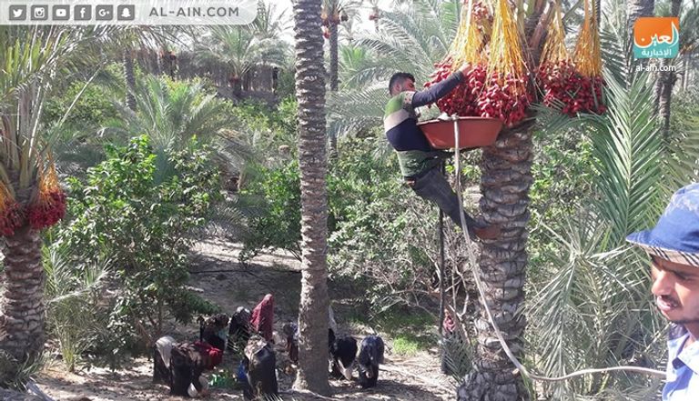 موسم قطف البلح موسم قطف البلح في قطاع غزة