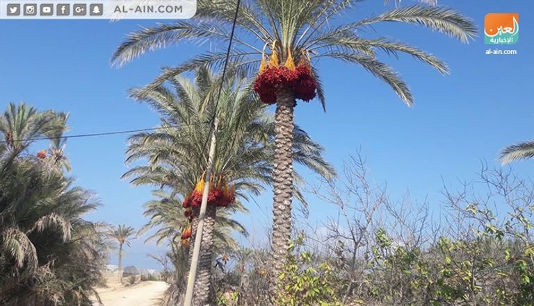 موسم قطف البلح موسم قطف البلح في قطاع غزة