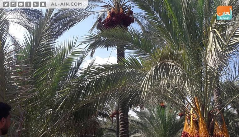 موسم قطف البلح موسم قطف البلح في قطاع غزة