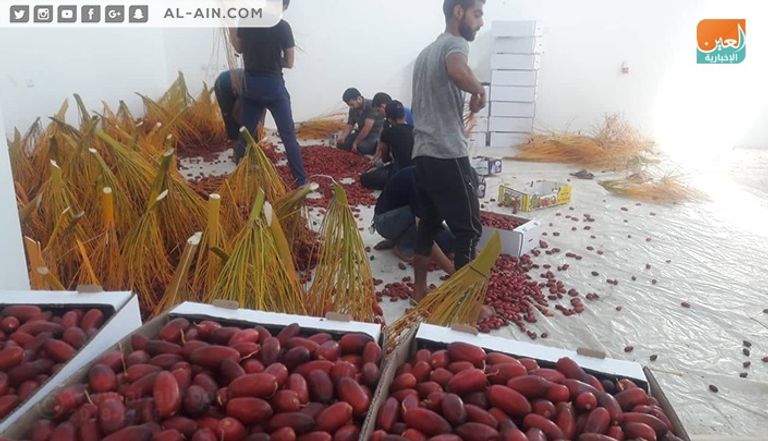 موسم قطف البلح موسم قطف البلح في قطاع غزة