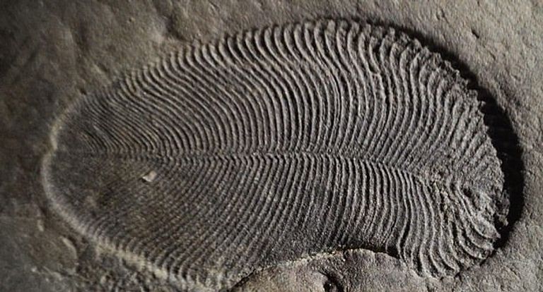 حفريات Holy Grail