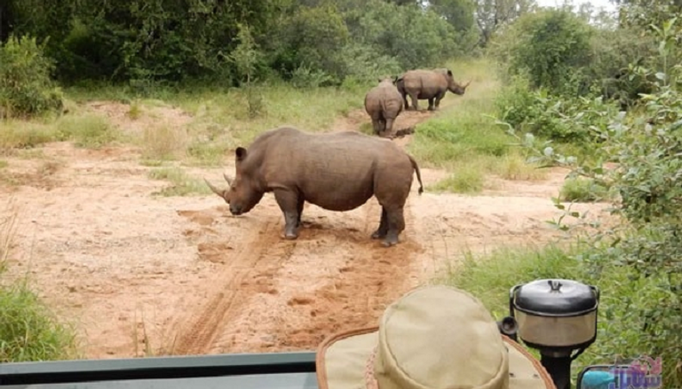 وحيد القرن في جنوب أفريقيا