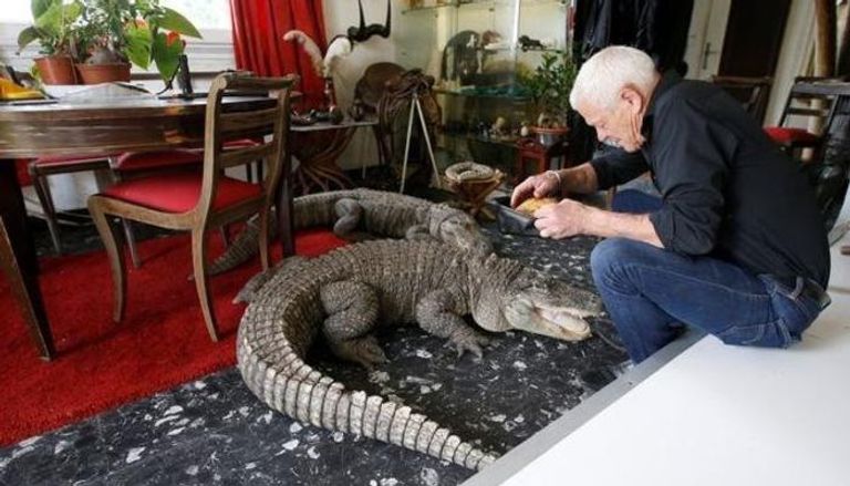 الفرنسي فيليب جيلليت برفقة تمساح في منزله