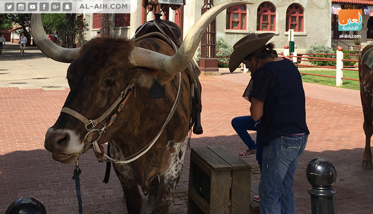 "فورت وورث" الأمريكية.. من سوق للماشية إلى وجهة سياحية مميزة