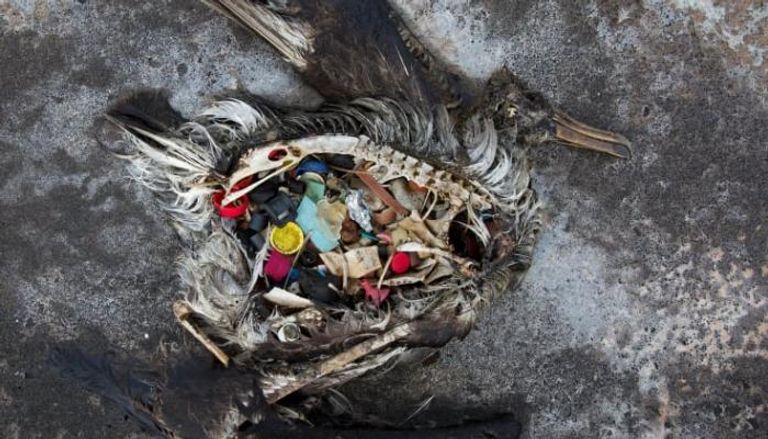 سباح يقطع ألف ميل عبر المحيط الهادي لزيادة الوعي بالتلوث البلاستيكي