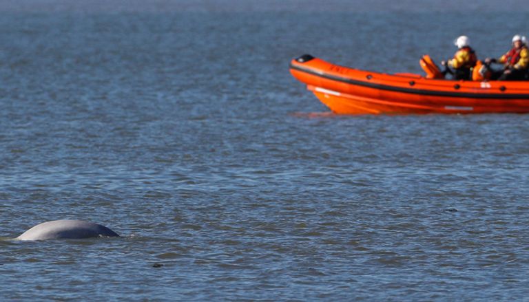 الحوت النادر في نهر التيمس بلندن الحوت النادر في نهر التيمس بلندن