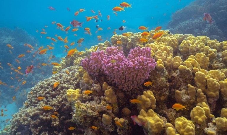 صورة جوية لموقع مشروع "أمالا"